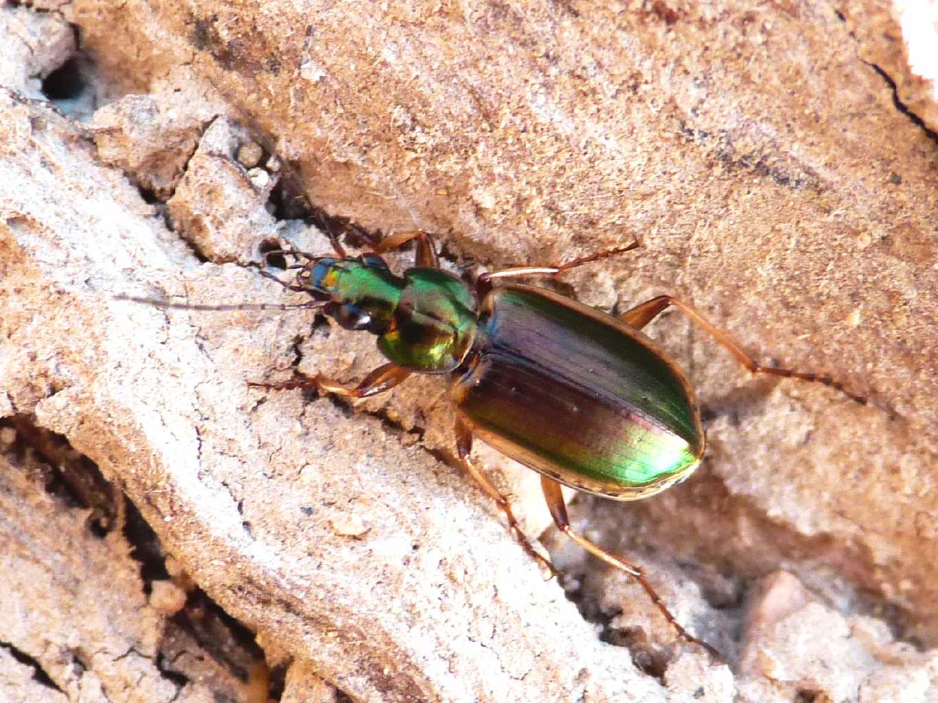 Chlaeniellus? No. Agonum marginatum